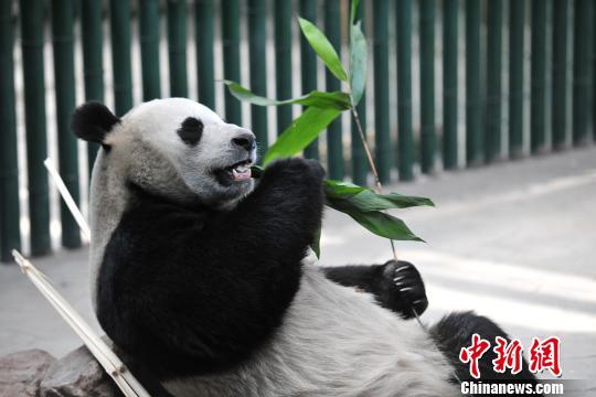 Giant panda Pu Pu [Photo: Chinanews.com]