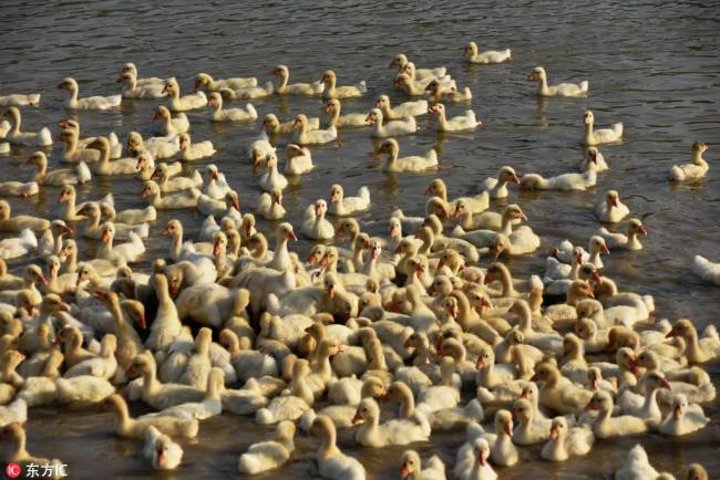 江苏金湖村民养鹅增收 Villagers in Jiangsu grow incomes by breeding geese