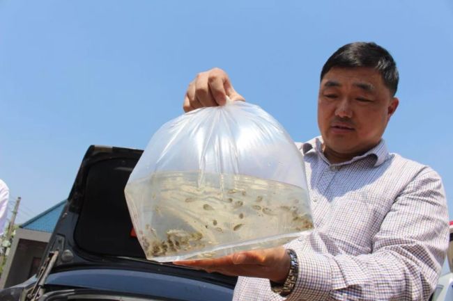 Chen Wei put 70,000 juvenile puffer fish that he bought for 1 yuan each into the Yangtze River. [Photo: thepaper.cn]