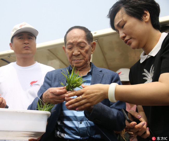 Scientist Yuan Longping selects a seawater rice seedling on May 28, 2018, in Qingdao, Shandong Province. [Photo: IC]
