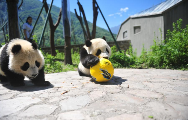 大熊猫“踢”足球助兴世界杯 Pandas show off their 'soccer skills' ahead of World Cup