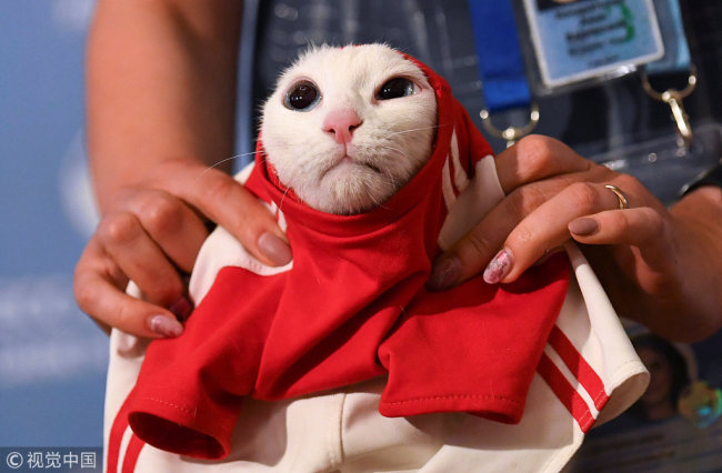 Achilles the cat, one of the State Hermitage Museum mice hunters, attempts to predict the result of the opening match of the 2018 FIFA World Cup between Russia and Saudi Arabia during an event in Saint Petersburg, Russia June 13, 2018.[Photo: VCG]