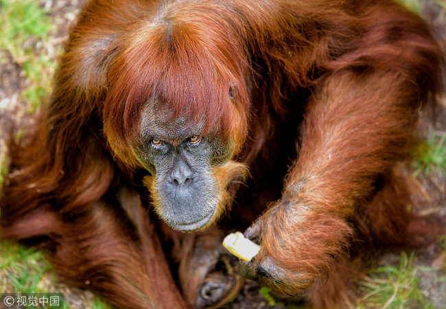 60-year-old 'Puan' who has been declared the oldest living Sumatran Orangutan in the world, is seen at Perth Zoo in Western Australia, in this handout image released on October 27, 2016. [File Photo: VCG]