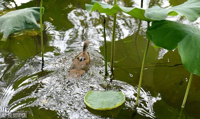 A Mandarin duck banded with a nickel-copper bracelet is seen swimming at West Lake in Hangzhou on Thursday, June 21, 2018. [Photo: IC]