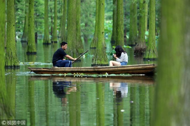 在水上森林中泛舟 Rowing through China's forest above water