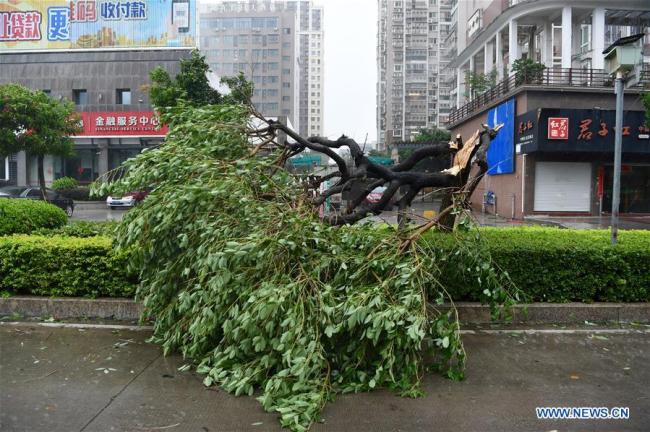 A tree is blown down by Typhoon Maria at Lianjiang County, southeast China's Fujian Province, July 11, 2018.