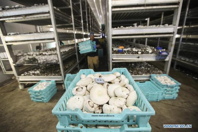 Workers collect mushrooms at Pietro Industries' farm in Chester County in Pennsylvania, the United States, July 9, 2018. [Photo: Xinhua]