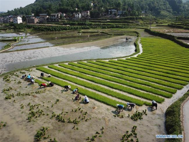 Farmers collect rice seedlings for transplant in Liangfeng Village of Yuqing County in Zunyi, southwest China's Guizhou Province, May 16, 2018. [Photo: Xinhua]