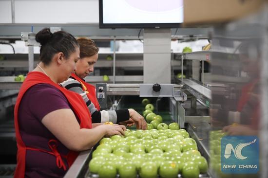 The file photo shows that workers put granny smith apples into trays on a packing line at a packing house of Auvil Fruit Company in Wenatchee, Washington State, the United States, on Nov. 3, 2017. [Photo: Xinhua/Wang Ying]