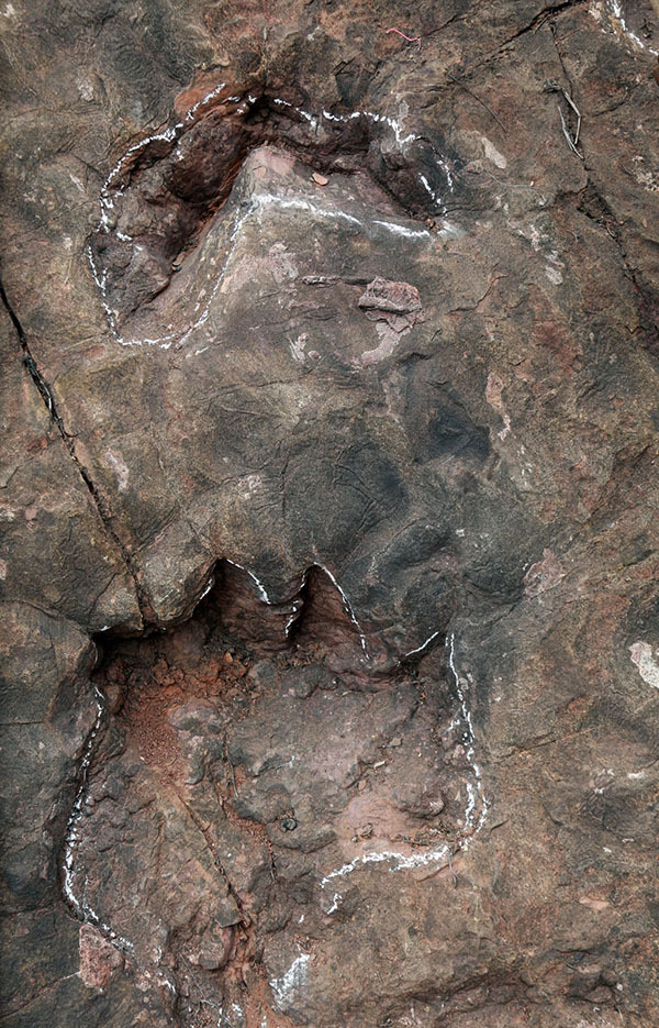 Sauropod footprints are discovered in Maotai Township, southwest China's Guizhou Province. [Photo: thepaper.cn]
