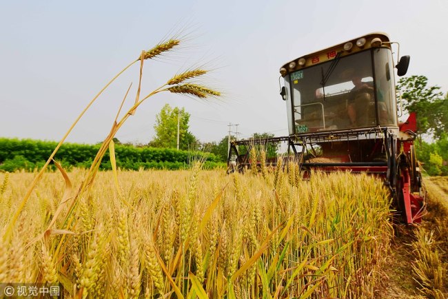 Wheat harvest in Shandong [File photo: VCG]