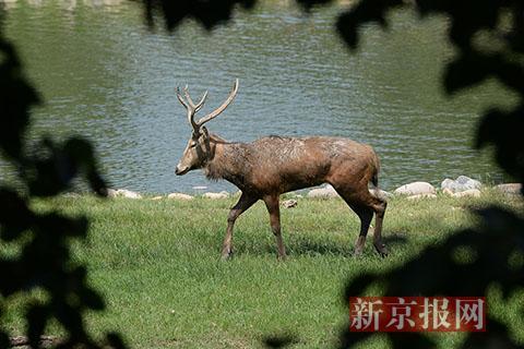 An elk in a meadow at the Nanhaizi Elk Park in Daxing District in Beijing on Monday, August 20, 2018. [Photo: The Beijing News]