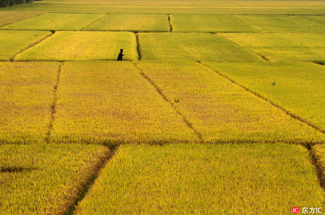 Farmland in China. [Photo:IC]