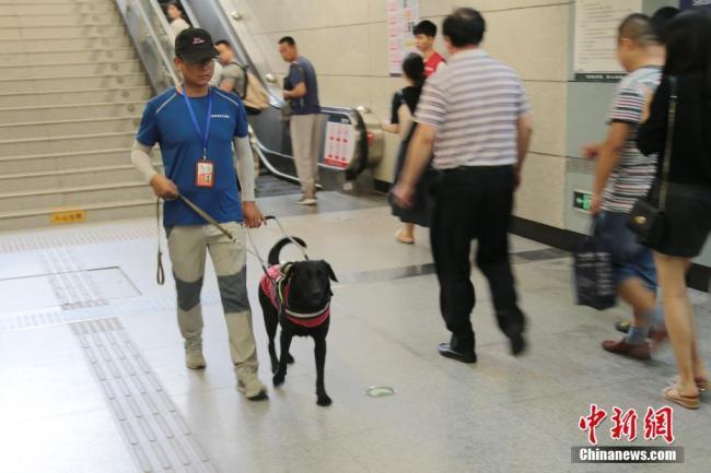 Li Sai trains guide dog "Hei Mei" to take the subway on August 27, 2018, in Xi'an, Shaanxi Province. [Photo: Chinanews.com]