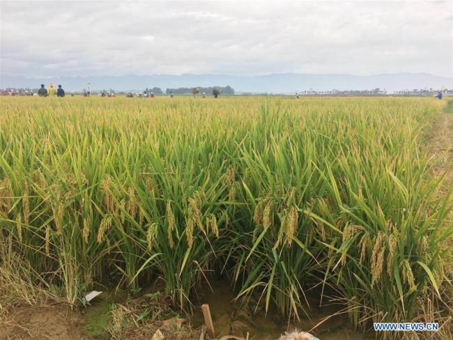 Super hybrid rice field is seen at a demonstration base in Datun Township in Gejiu City, southwest China's Yunnan Province, Sept. 2, 2018. [Photo: Xinhua]