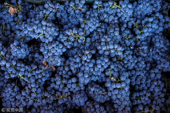 Grapes in the Silver Heights Vineyard in Ningxia [File photo: VCG]