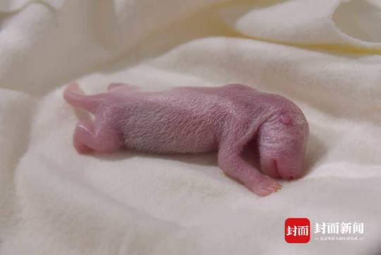 A female giant panda cub born at a zoo in Japan last month will make her first public appearance Thursday at the Adventure World Zoo in the town of Shirahama. [Photo: thecover.cn]