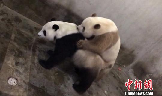 Panda Qi Zai [Photo: Chinanews.com]