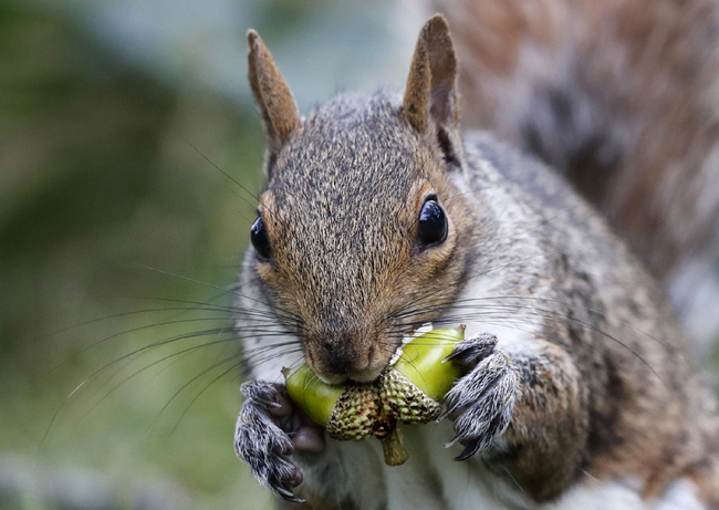 In this Tuesday, Sept. 11, 2018 photo a squirrel chews acorns in Portland, Maine. [File photo: AP/Robert F. Bukaty]