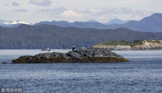 A bald eagle sits on a small island near Port Hardy Bay in the small fishing village in Part Hardy, British Columbia on August 15, 2008. [File Photo: VCG]