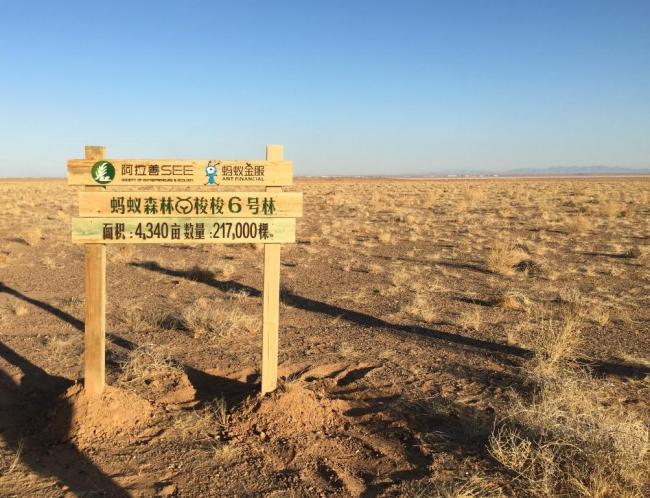 Ant Financial and the SEE have been providing subsidies for people in Alxa to plant saxaul trees in the desert. [Photo: courtesy of Ant Financial Services Group]