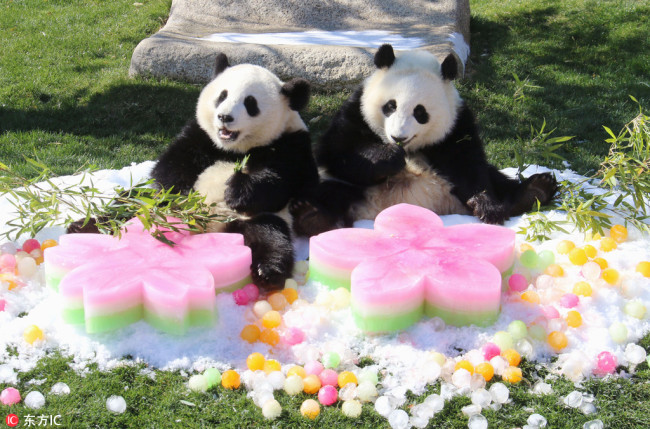 The amusement park "Adventure World" in Shirahama-cho, Wakayama prefecture, Japan, celebrates(庆祝 qìngzhù) the growth of the female twin pandas, and prepared ice cubes shaped as cherry blossoms(樱花 yīnghuā) and peach petals(花瓣 huābàn) as gifts, on Mar 3, 2016. [Photo/IC]