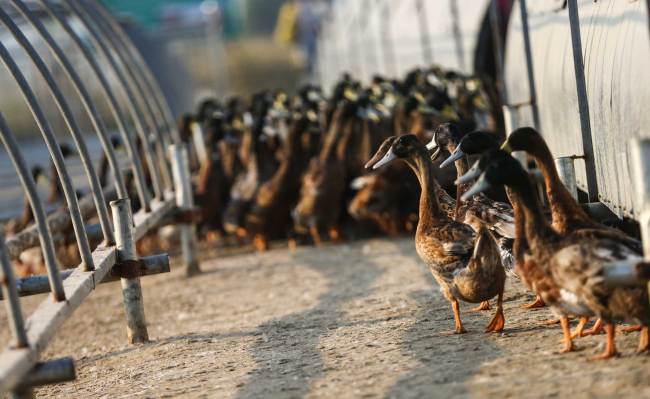 Ducks raised in rice paddy fields provide income to the farmers in Xiaogang Village, the birthplace of China's agriculture reforms. [Photo: China Plus/ Li Jin] 