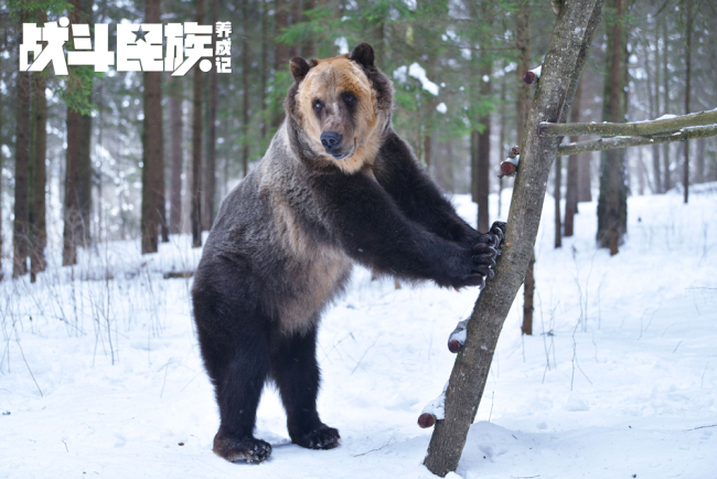 A bear, a character in a TV-drama adapted film, "How I Became Russian" which has been created with a Chinese cast. [Photo provided to China Plus]