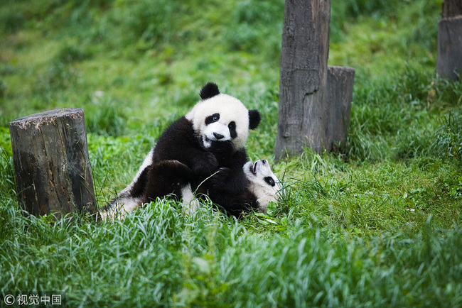 Panda. [Photo:VCG]