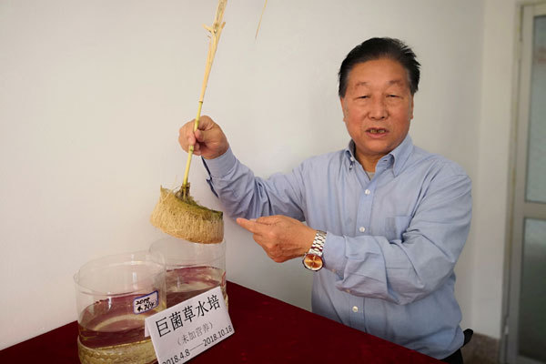 Lin Zhanxi, a scientist with the Juncao Research Institute at Fujian Agricultural and Forestry University, talks about the technology of growing Juncao, a kind of grass used to cultivate edible and medicinal fungi. [Photo: China Plus]