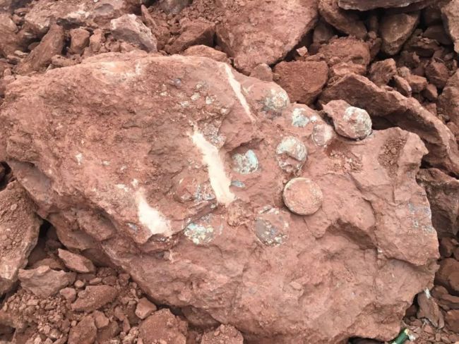 Dinosaur egg fossils discovered in the city of Yiwu, Zhejiang Province, October 4, 2018. [File Photo: thepaper.cn]