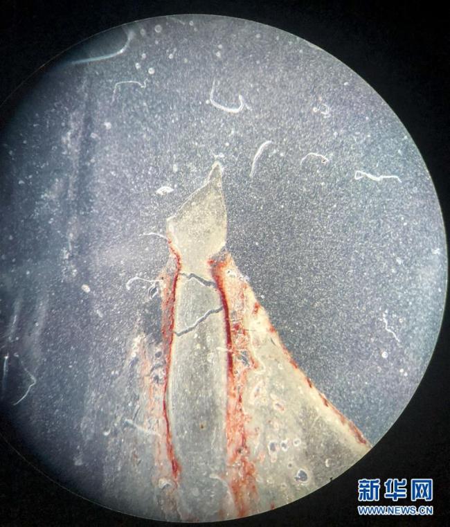 A slice of a dinosaur tooth fossil is seen under microscope. [Photo: Xinhua]