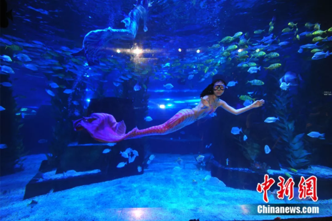 An undated photo shows Zhao Chunmiao performing in a mermaid show at an ocean park in Shenyang, northeast China's Liaoning Province. [Photo: Chinanews.com]