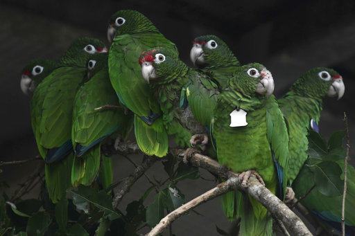 In this Nov. 6, 2018 photo, Puerto Rican parrots huddle in a flight cage at the Iguaca Aviary in El Yunque, Puerto Rico, where the U.S. Fish & Wildlife Service runs a parrot recovery program in collaboration with the Forest Service and the Department of Natural and Environmental Resources. Biologists are trying to save the last of the endangered Puerto Rican parrots after more than half the population of birds disappeared when Hurricane Maria hit Puerto Rico and destroyed their habitat and food sources. [File photo: AP]