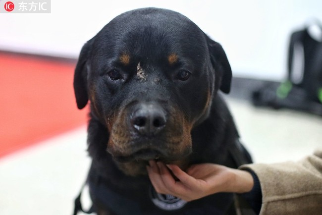 Buffalo pictured during the fifth National Police Dog Competition in Beijing, November 16, 2018. [Photo: IC]