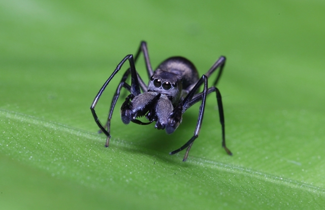 File Photo: Toxeus Magnus [Photo: The Beijing News]