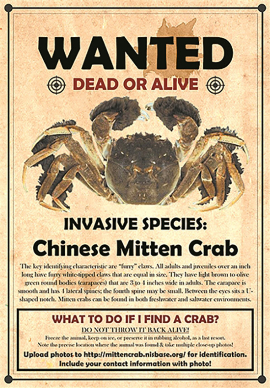 Undated photo showing US warning about the import of Chinese Mitten Crab, which can include a fine up up to $10,000. [Photo: mittencrab.nisbase.org]