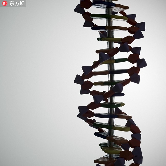 A model of DNA [Photo: DFIC]