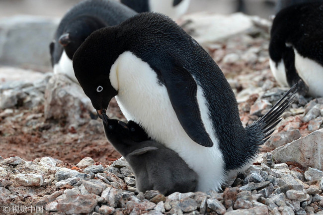 An Adelie penguin feeding a baby chick on the Antarctic Peninsula [Photo:VCG]