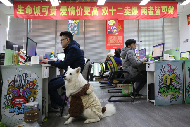 A worker doing overtime(加班 jiābān) at a Taobao store in Shanghai has their dog to keep them company(陪伴 péibàn). The pet-friendly company in Shanghai allow(允许 yǔnxǔ) employees to bring their pets to work. [Photo: VCG]