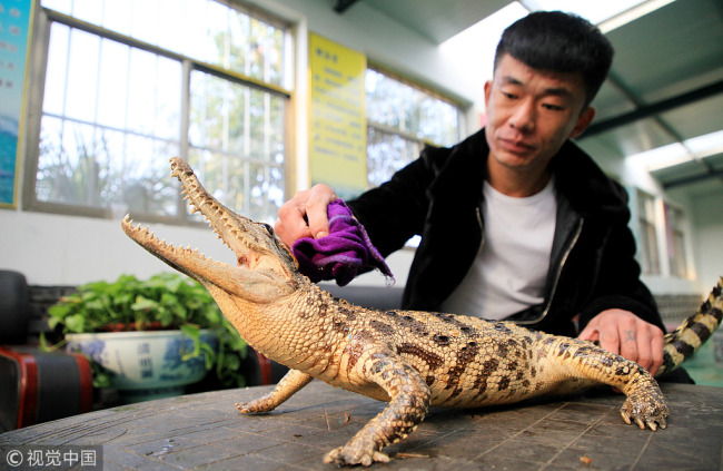 Zhang Fuhua cleans a small crocodile. [Photo: VCG]