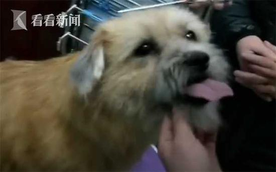 Gao suspects the little yellow dog accompanying Dudou might be her offspring. /Screenshot from Kankan News video