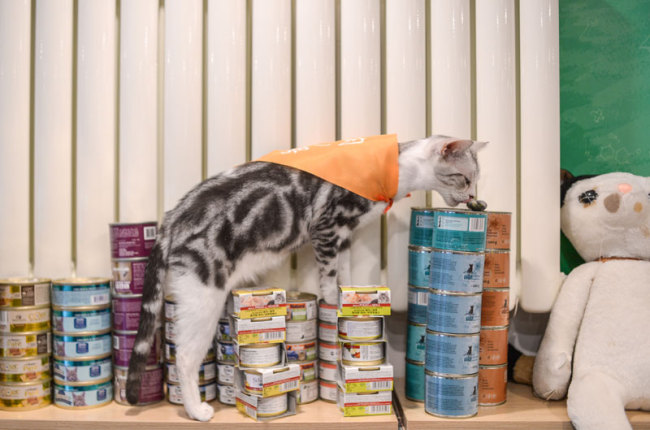 After being selected by health(健康 jiànkāng) standards and taste(口味 kǒuwèi) preferences, an American Shorthair was chosen as the official "food sampler" of the shop. [Photo: IC]