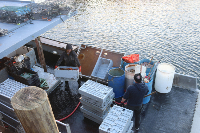 Lobsterman Anthony Kleiner (left) unloads lobsters from his boat in a port near Portsmouth, New Hampshire in December 2018. [Photo: China Plus/Liu Kun]