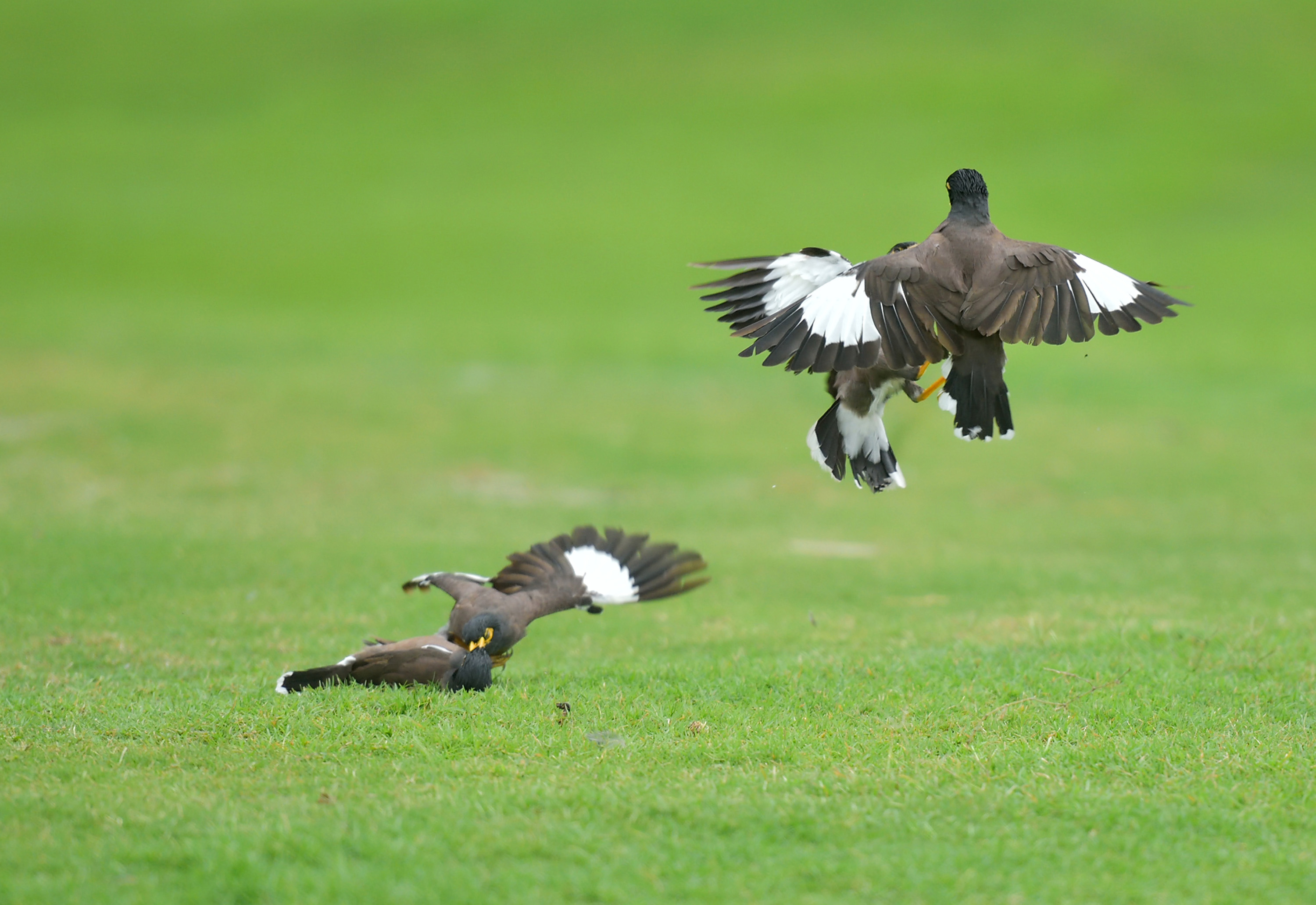 Indonesian birds spotted 'fighting' mates on golf course - China Plus