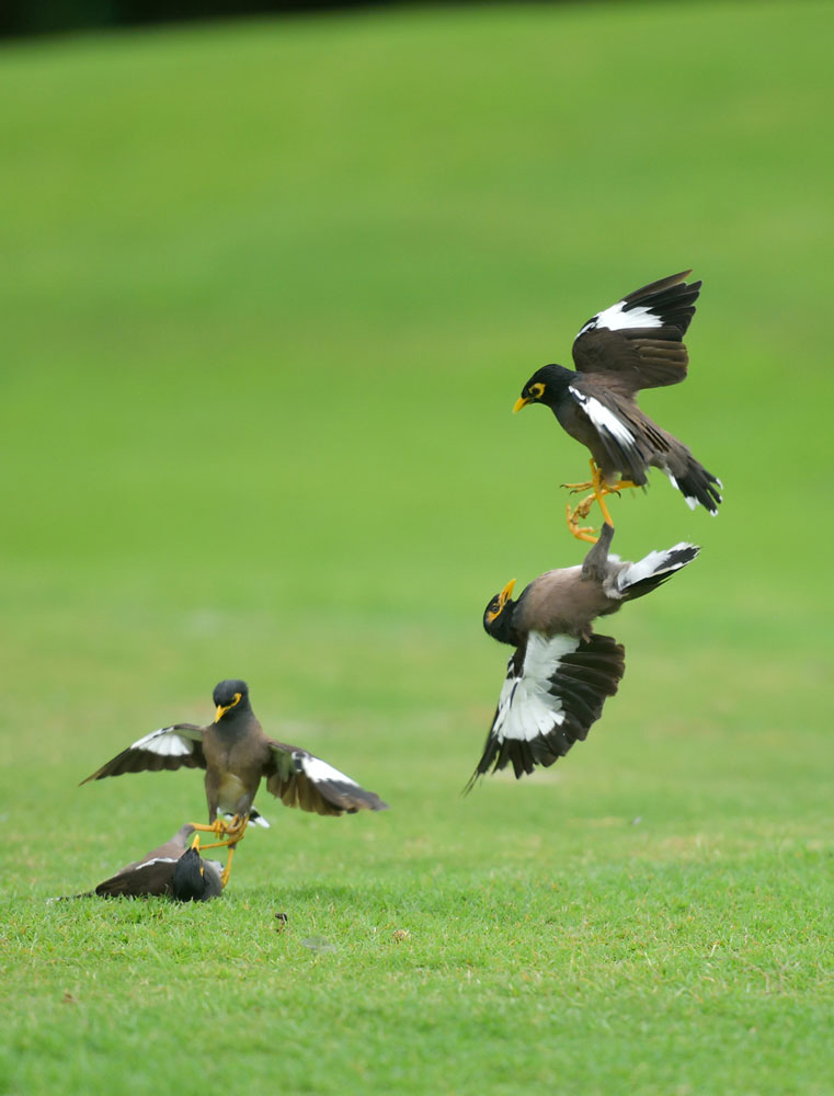 Indonesian birds spotted 'fighting' mates on golf course - China Plus