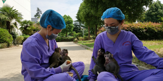 Staff members feed cloned monkeys with circadian rhythm disorders. [Photo: China Plus]