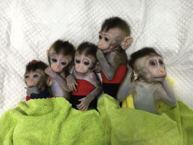 Photo shows the five cloned monkeys with circadian rhythm disorders. [Photo: China Plus]