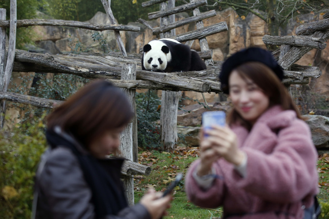 Tourists make selfies with panda Yuan Zi at the zoo, in Saint-Aignan-sur-Cher, France, Monday, December 4, 2017. [Photo: AP/Thibault Camus]