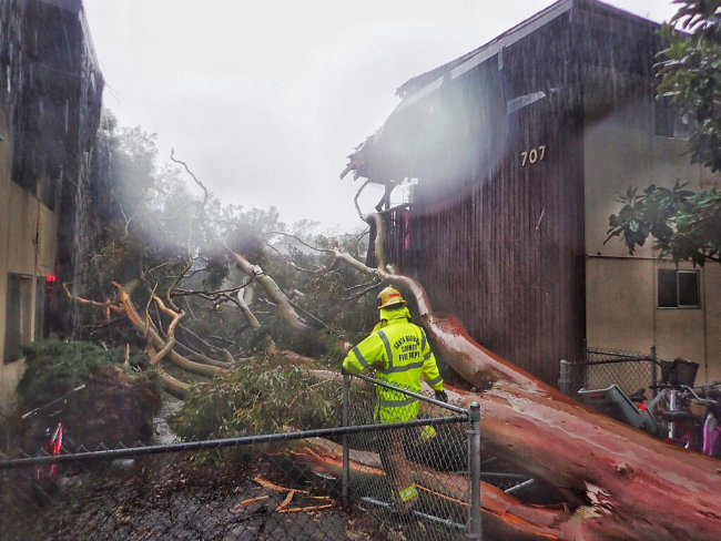 In this Saturday, Feb. 2, 2019, photo released by Santa Barbara County Fire, Santa Barbara County firefighters survey the scene of a large eucalyptus tree that fell into a two-story apartment complex on Bolton Walk in Goleta, Calif. Multiple trees have toppled and wires have come down throughout the county as a result of this latest storm. A wind gust in Santa Barbara County topped 80 mph (128 kph) as the storm moved south and later dropped more than a half-inch (1.27 centimeters) of rain in five minutes. [Photo: AP]